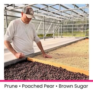 Panama Abraccio Alqueria Pacamara Natural